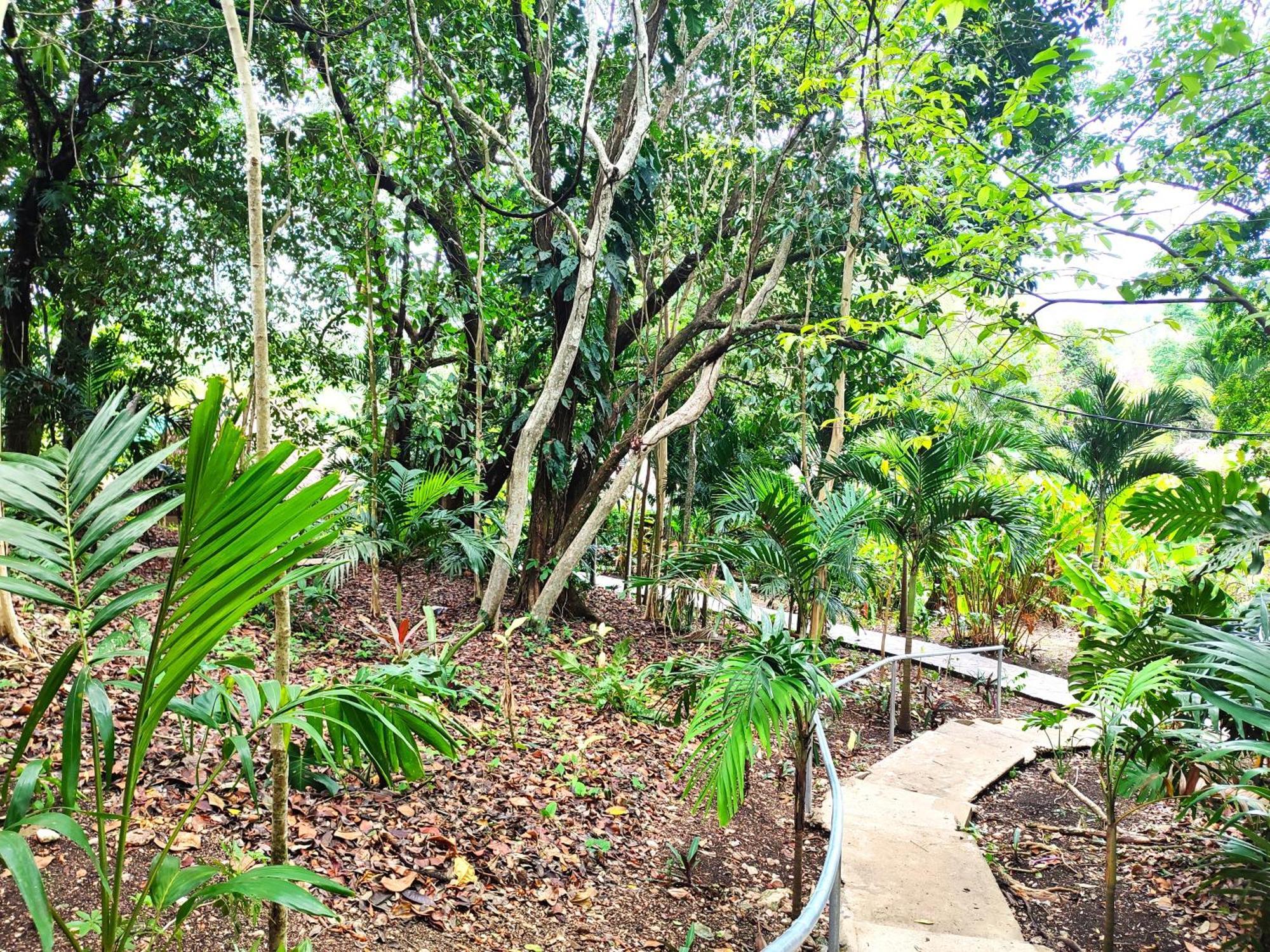 Maya Mountain Lodge San Ignacio Extérieur photo